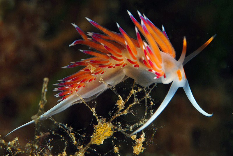 Riproduzione Cratena peregrina